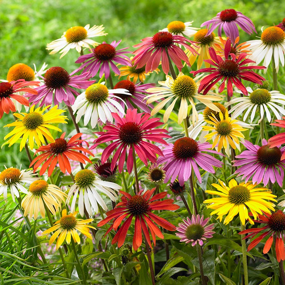 How to Troubleshoot and Care for Perennials in Your Garden - The