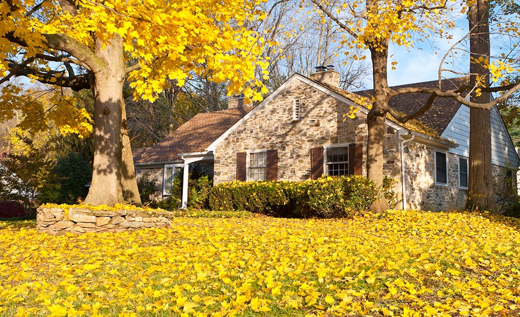 Yard covered in yellow leaves with a house in background. 