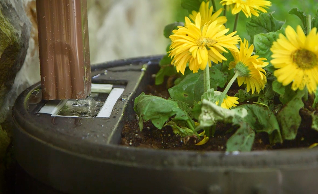 Water flows from a downspout into a rain barrel that has a small flowerbed built into the lid.