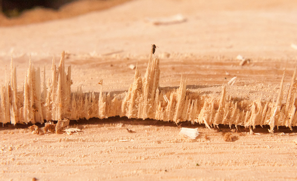 A jagged and splintered edge of a wood board.