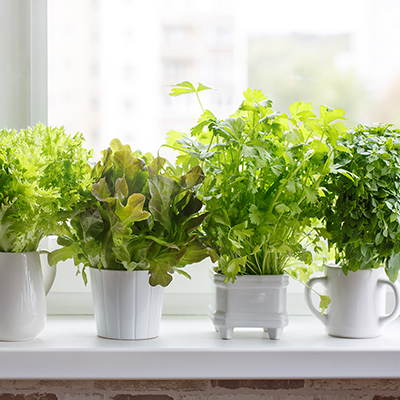 How to Use Your Herb Garden Every Day