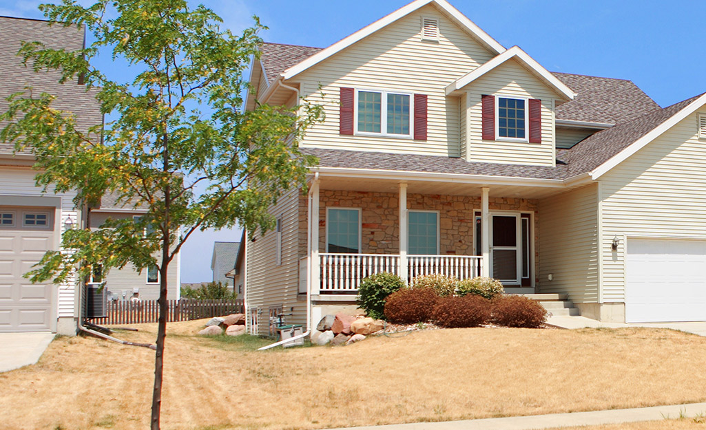 A small tree with some leaves that are turning brown stands in front of a house with a dry brown lawn.