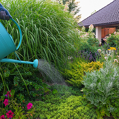 How to Water Trees and Shrubs