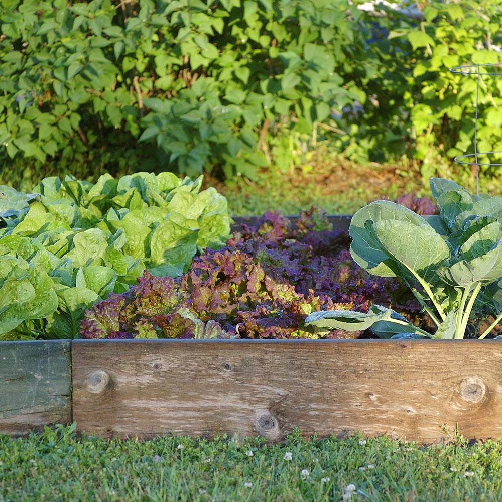 Ideas and Tips for Your Raised Garden