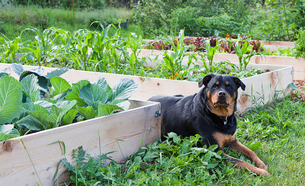 A dog sitting by a raised garden bed