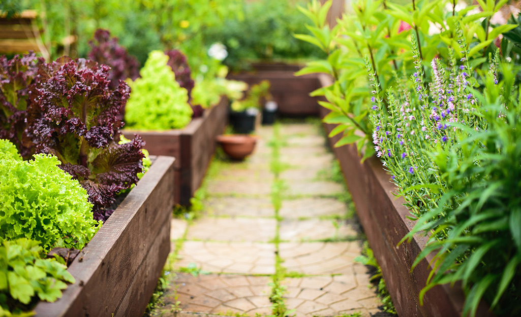 Rows of greens in a raised bed garden