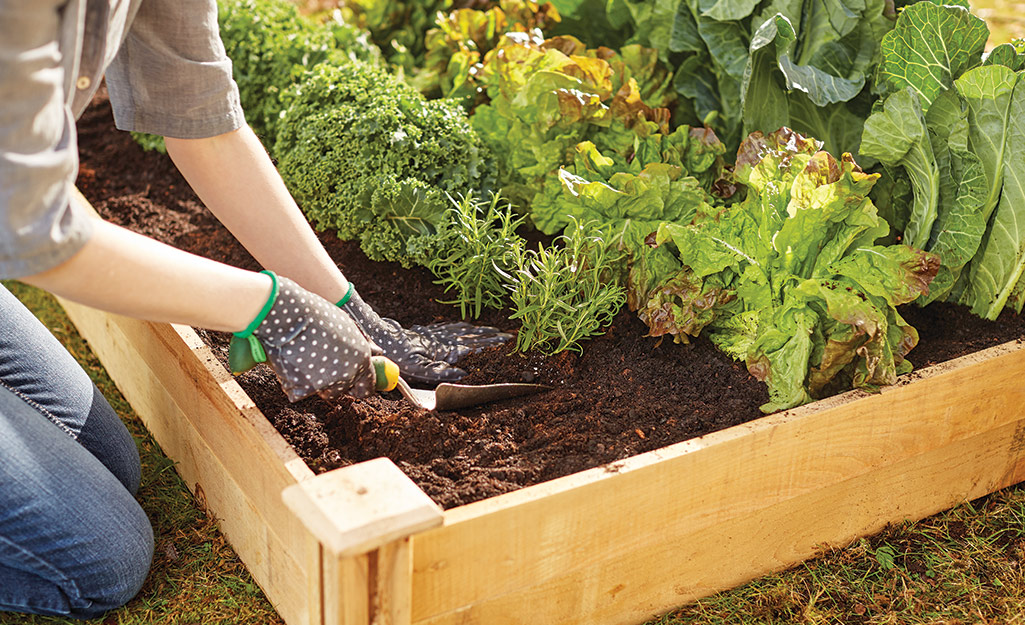 Gardener filling raised bed with soil