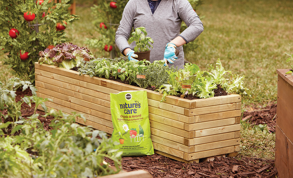 Planting vegetables in a raised garden bed