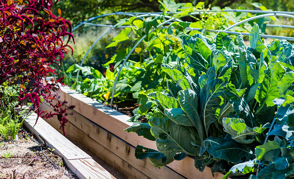 Crop of greens in a raised bed garden