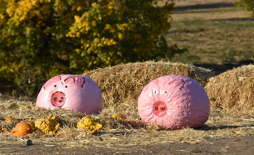 Two pumpkins painted to look like pig sit in front of hay bales in a field.