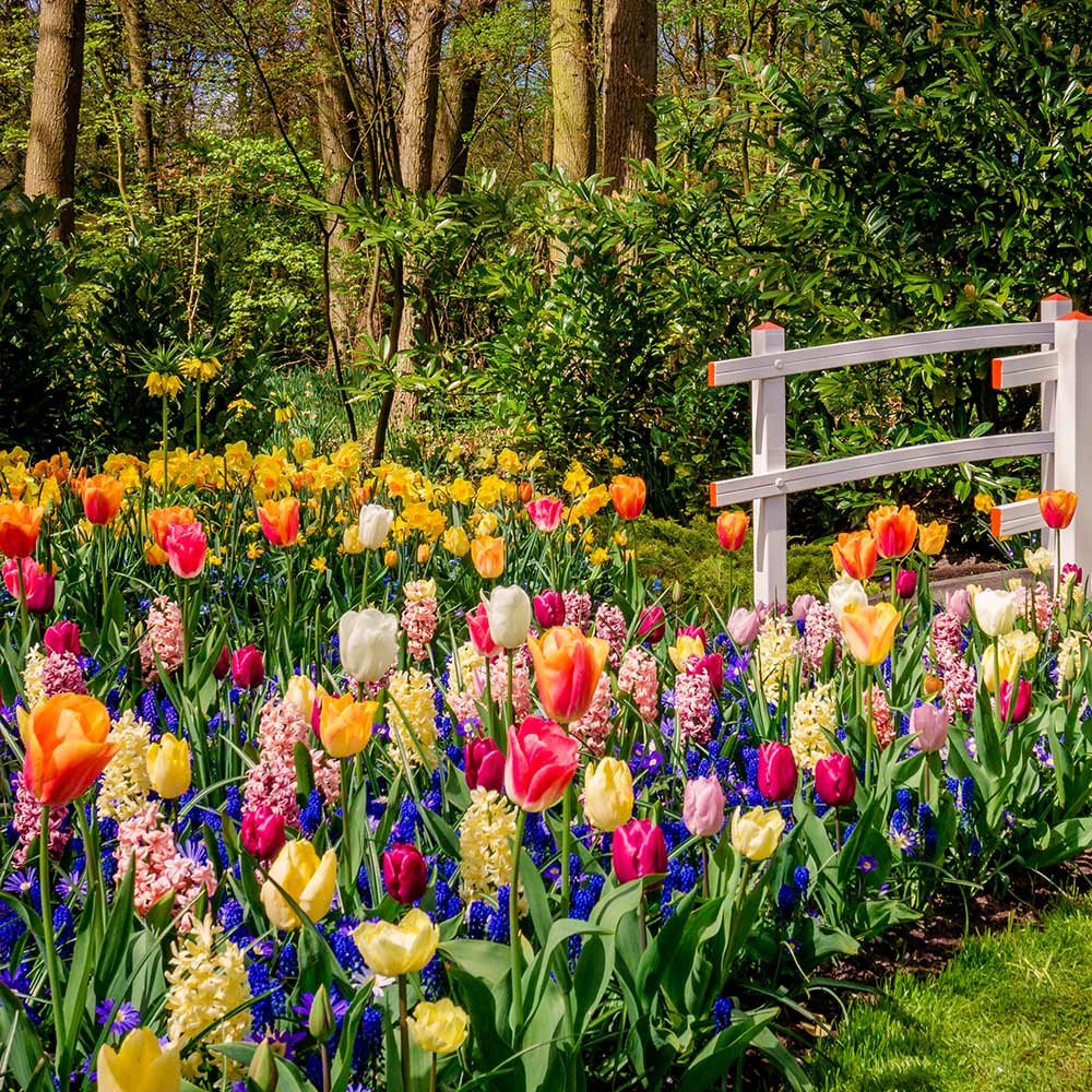 Colorful springtime display of blooming tulips by a fence