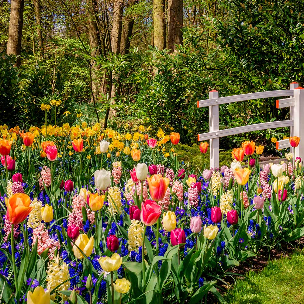 What is the difference between Spring and Summer flowering bulbs