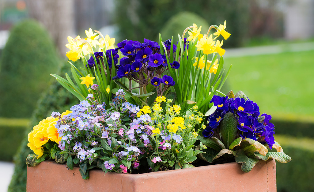 Daffodils and other flowers in a terra cotta pot