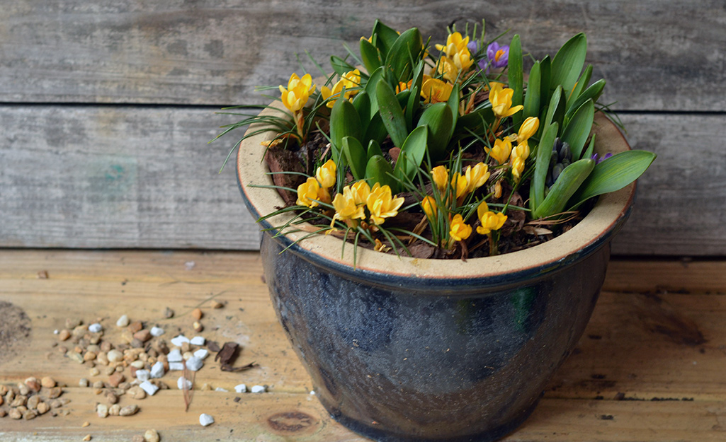 A blue planter filled with yellow crocus and purple hyacinth