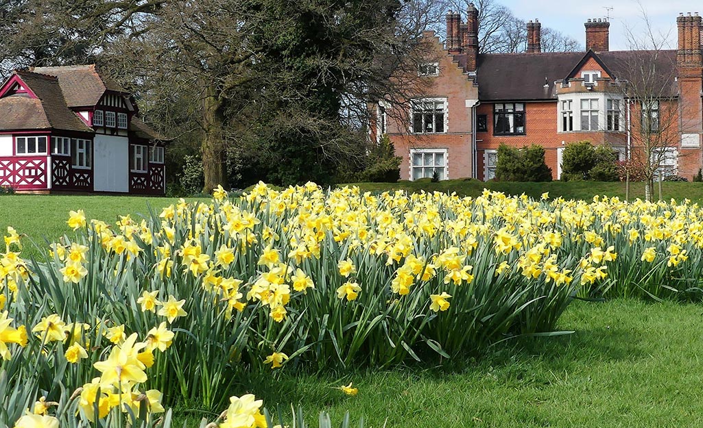 Daffodils in a landscape