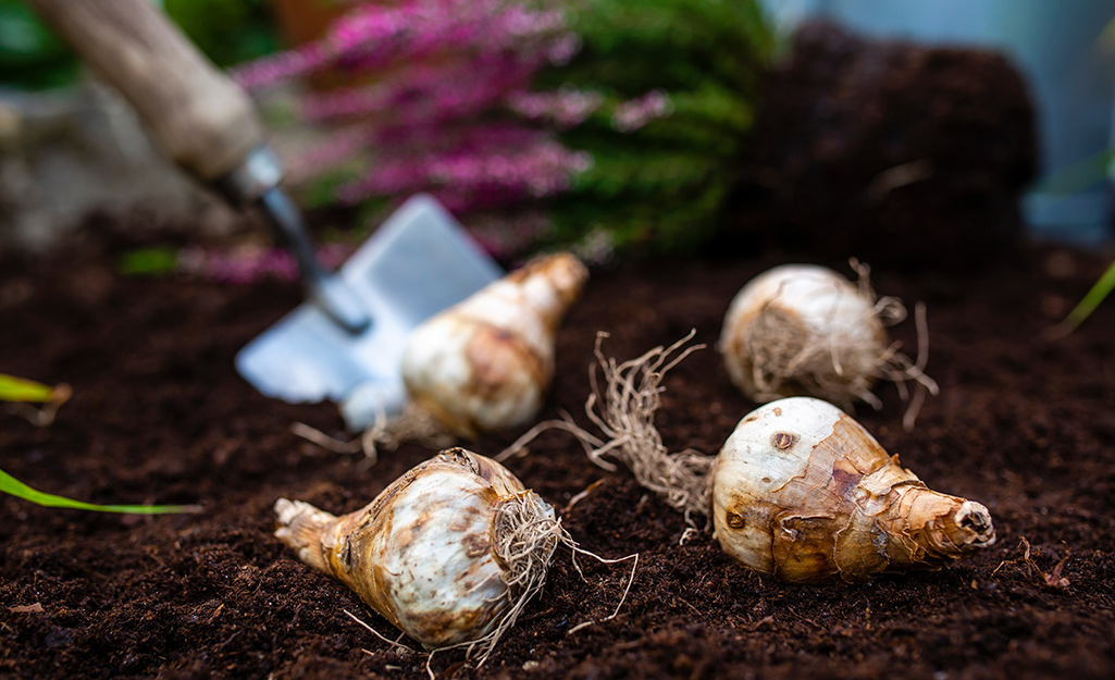 Bulbs in garden soil with a trowel
