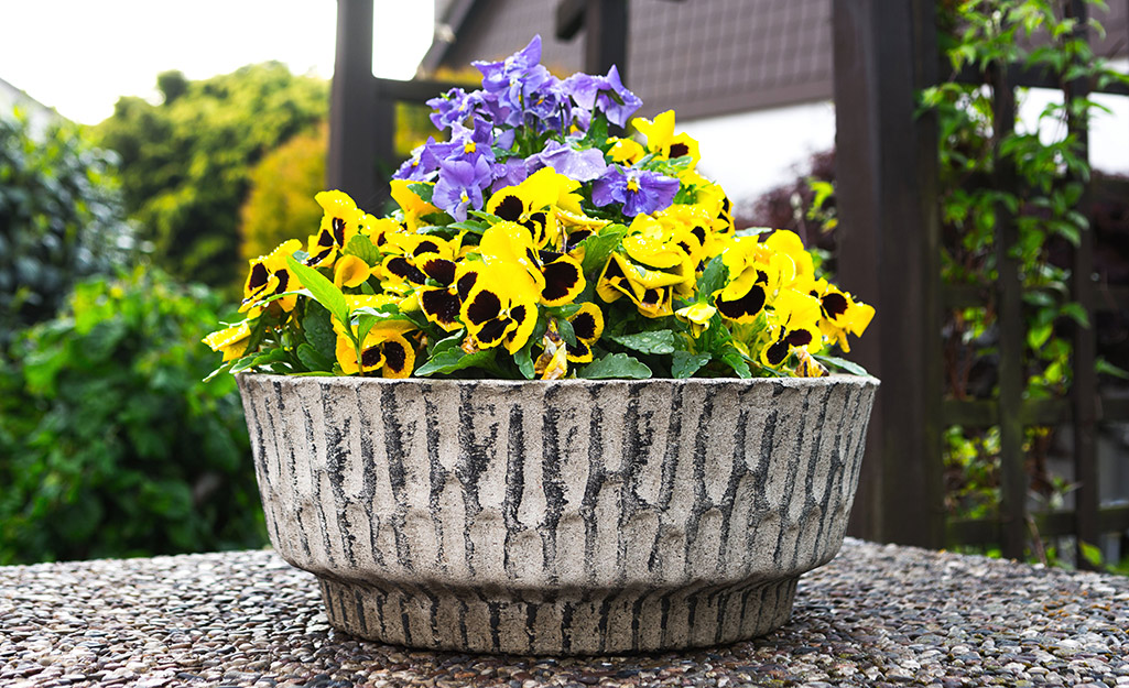 Planter with pansies 