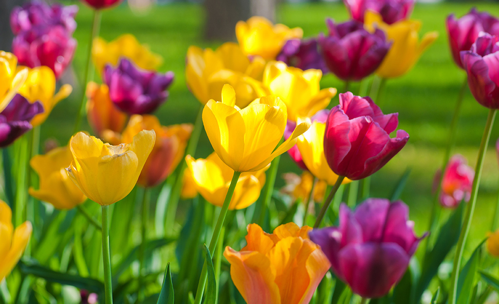 Colorful tulips in garden