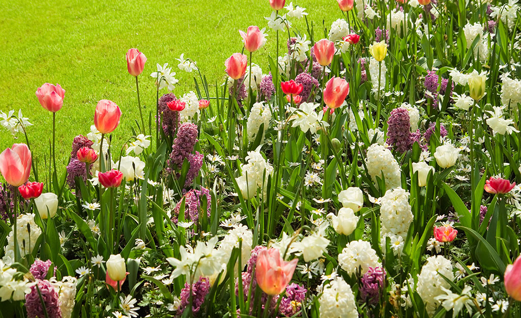 Tulips and hyacinths in a garden bed