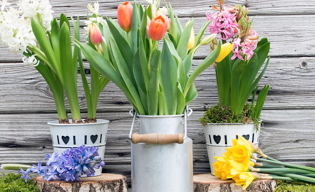 Buckets with hyacinths and tulips