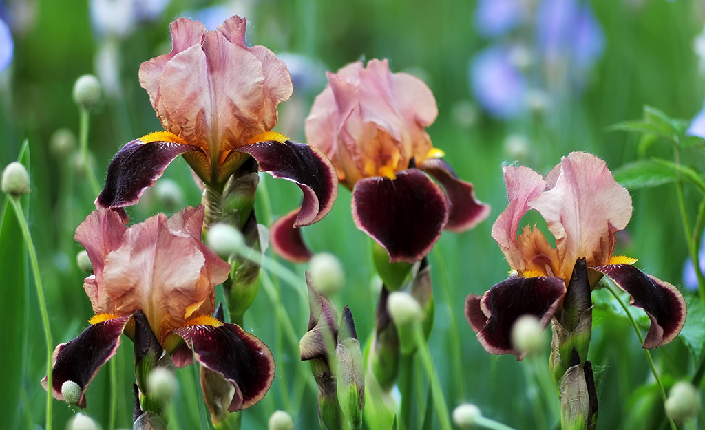 Pink iris in a garden
