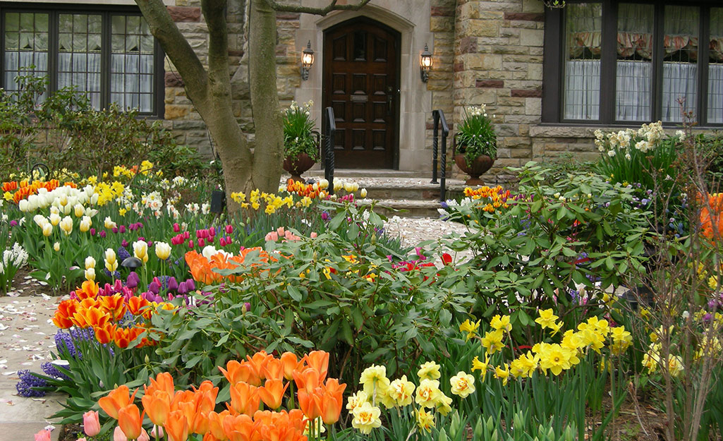 Front yard garden with spring-flowering bulbs and shrubs