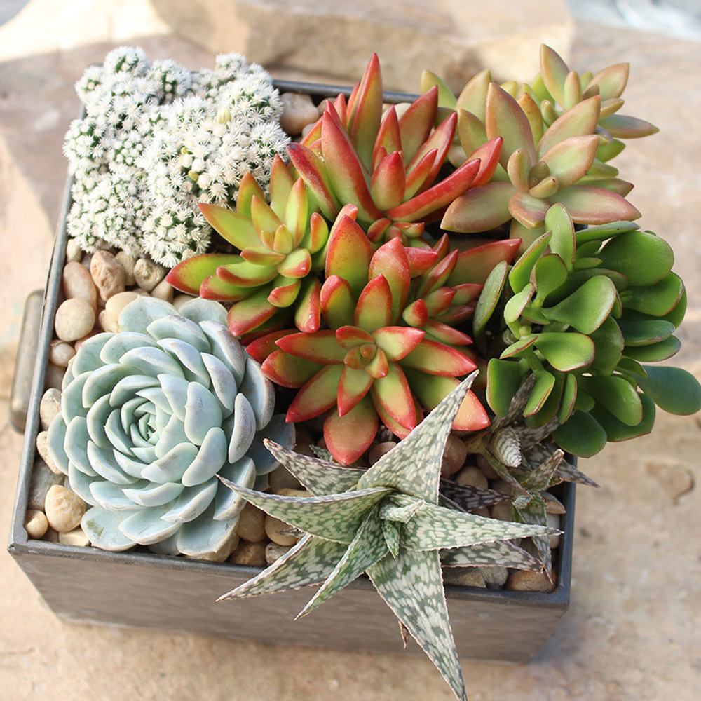 Succulents in a square container