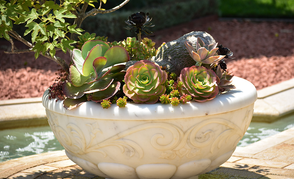 Succulents in a white planter