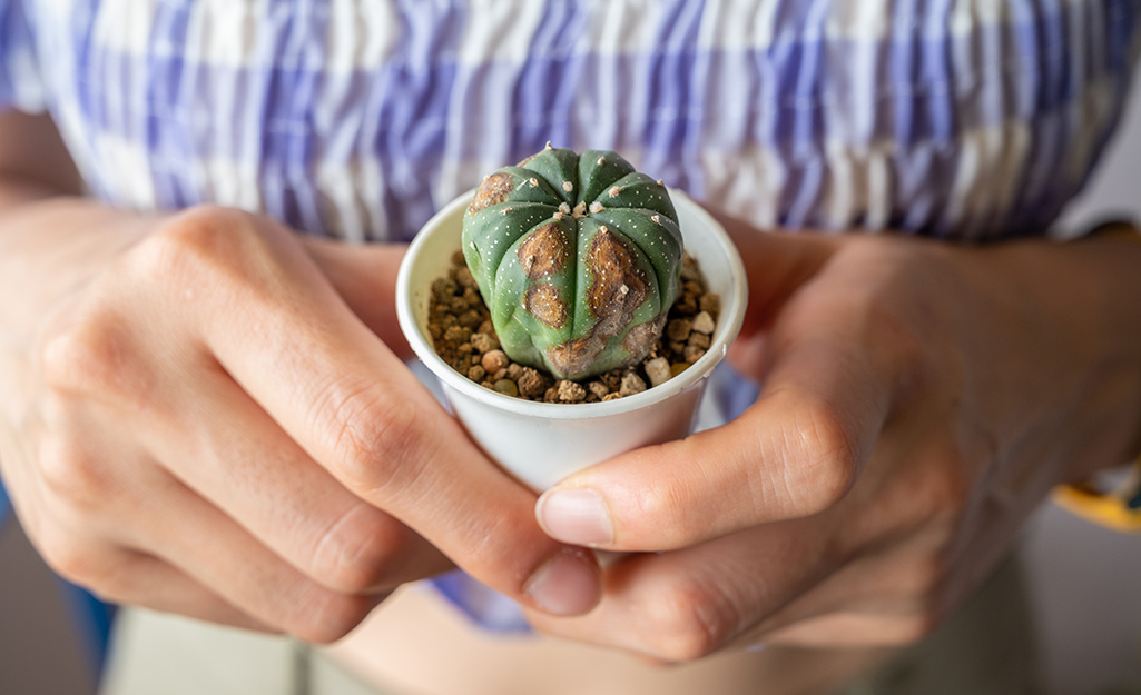 Succulent plant with brown spots