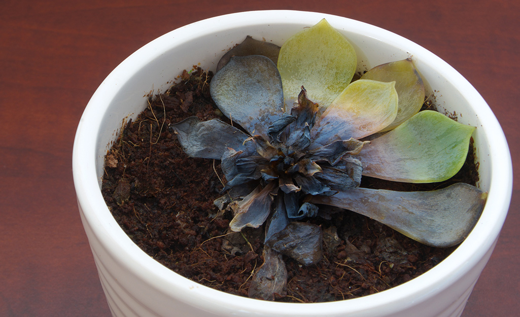 Succulent with black leaves