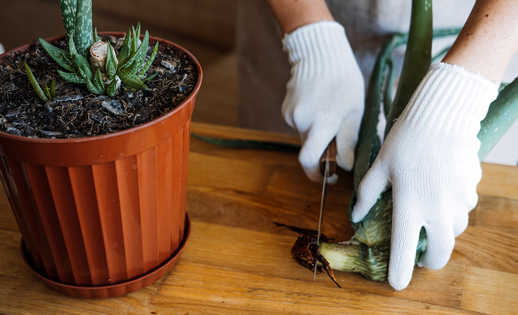 Gardener trimming succulent stem