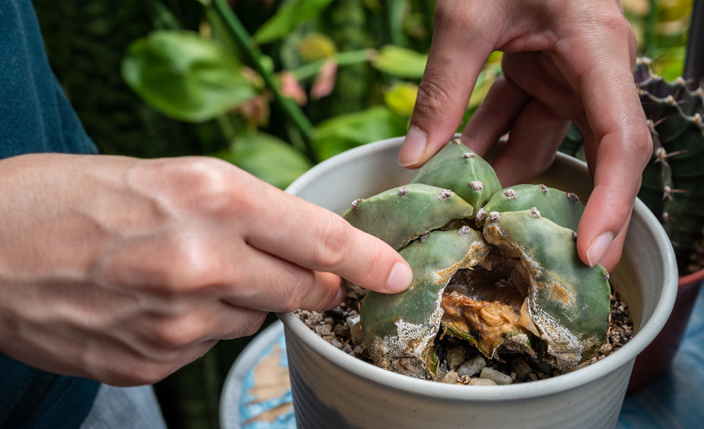 Succulent plant with drooping leaves