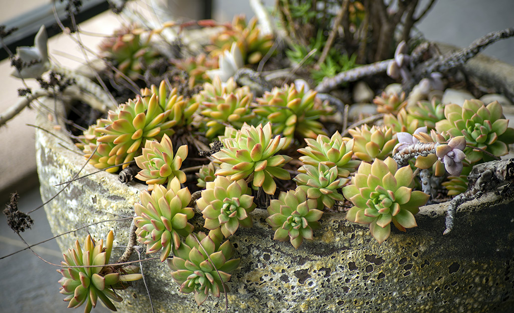 Succulent spilling out of a planter