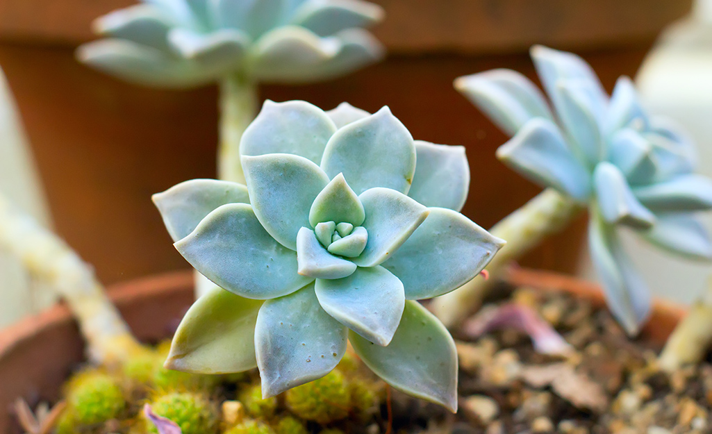 Succulent with leggy stems