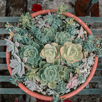 How to Identify and Fix Common Problems with Succulents
