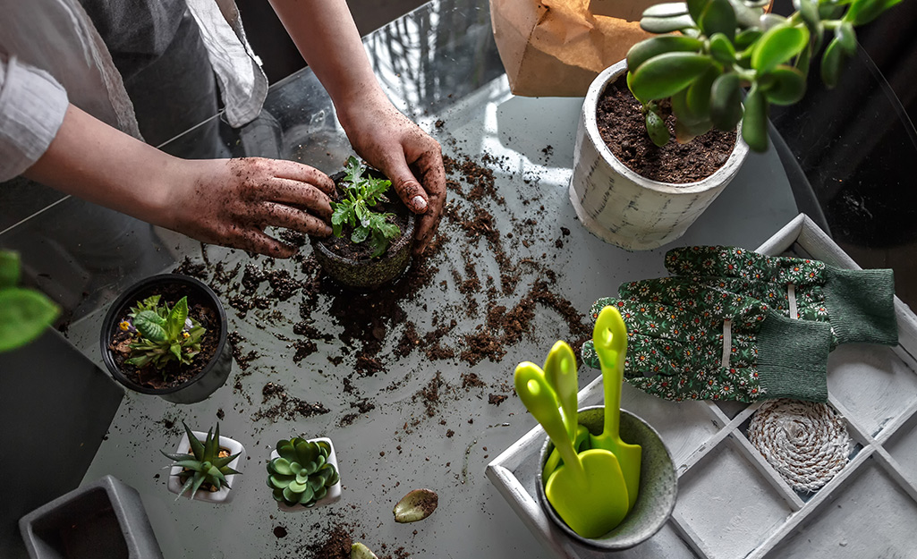 Indoor Gardening 101 - The Home Depot