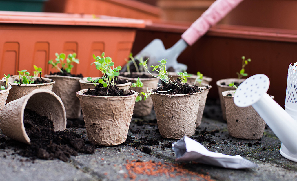 Seedlings in pots ready to plant. Seedlings in pots ready to plant.