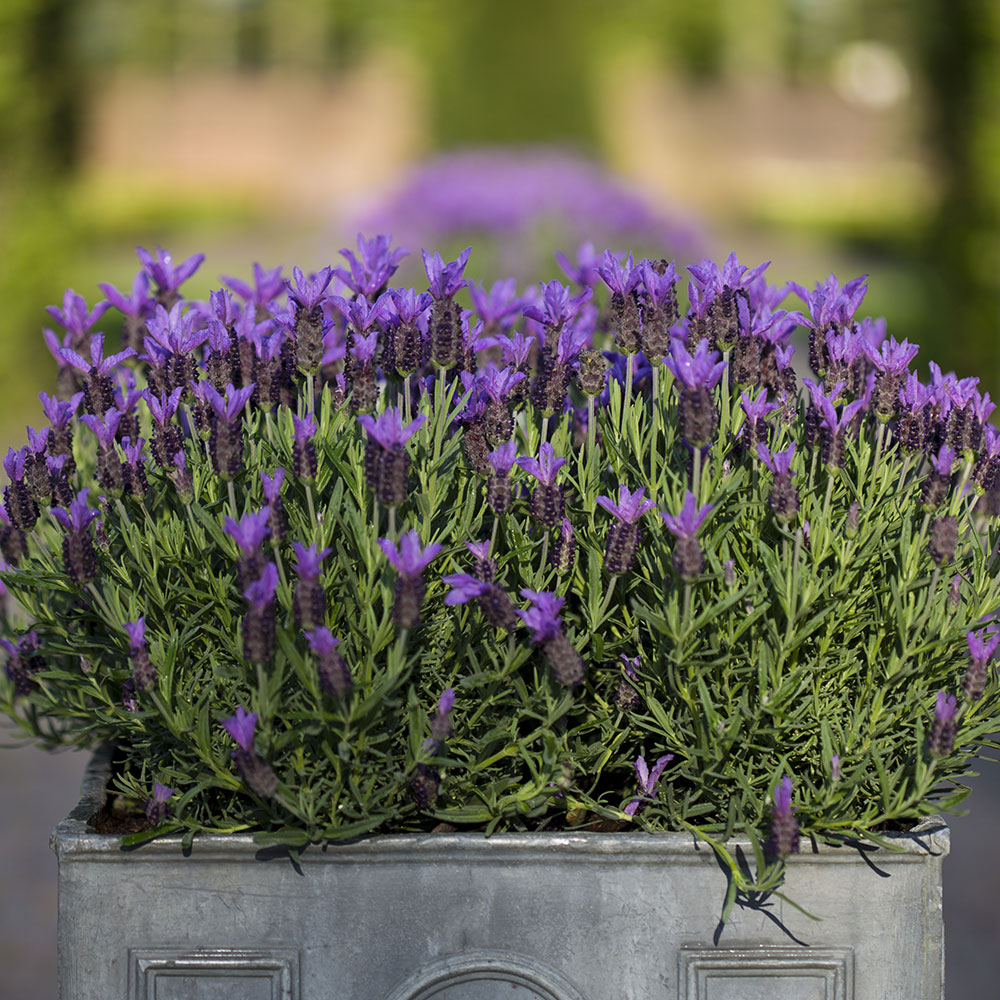 Blooming lavender in a galvanized container