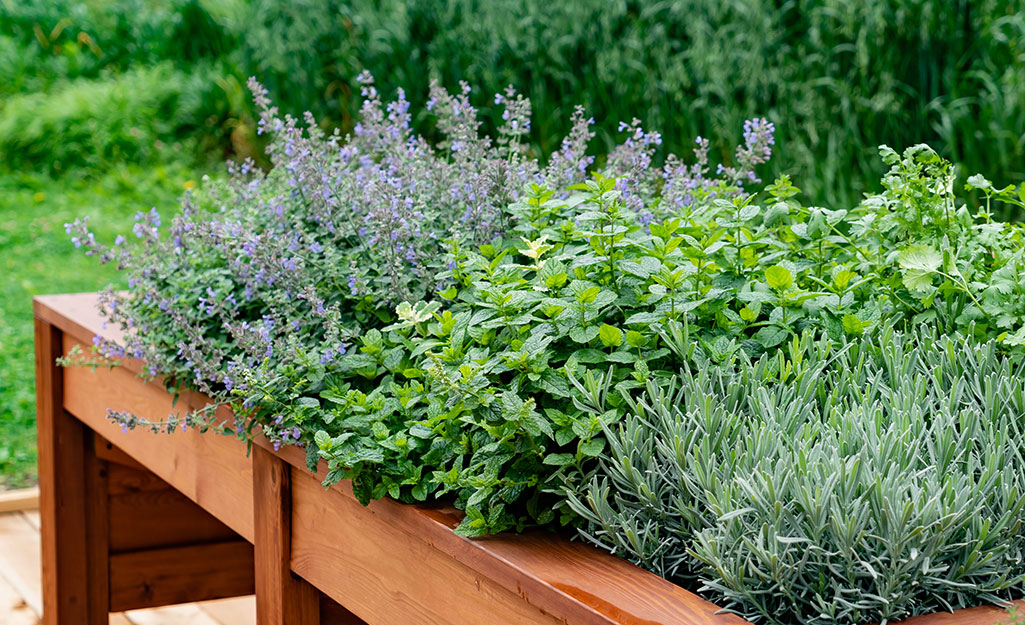 Image of Rosemary, thyme, and sage herbs in raised bed