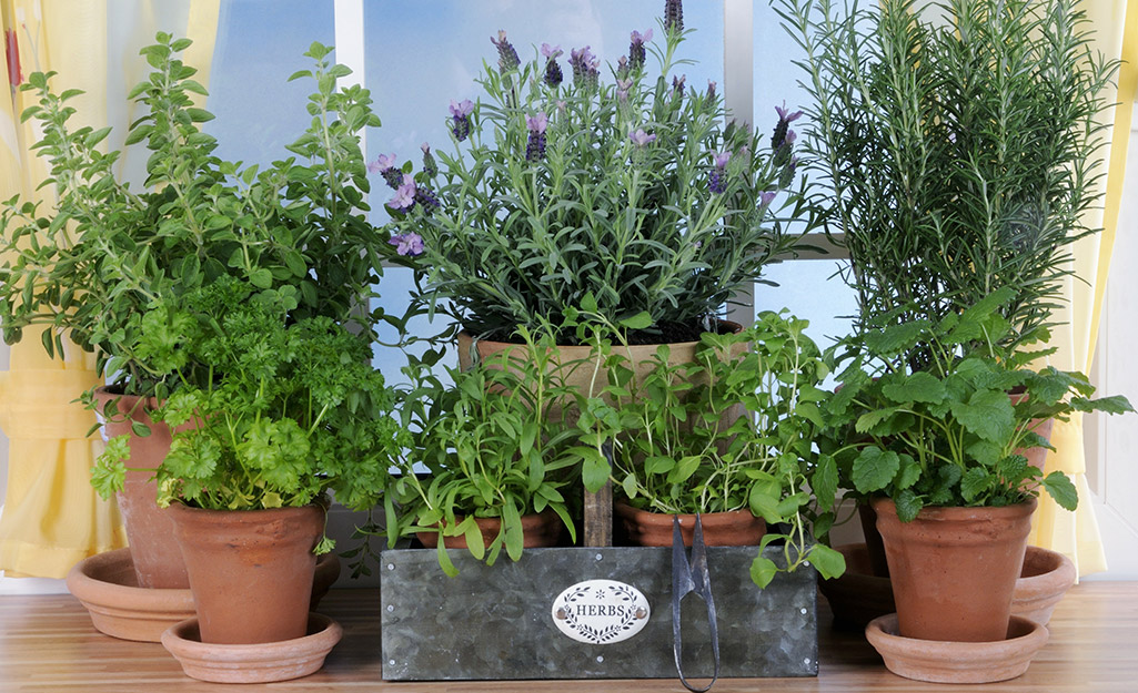 Containers of herbs in a sunny window