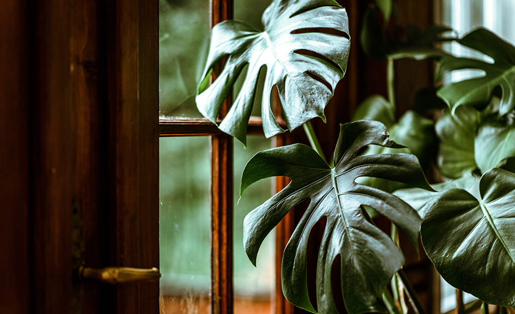 Indoor plant by a window