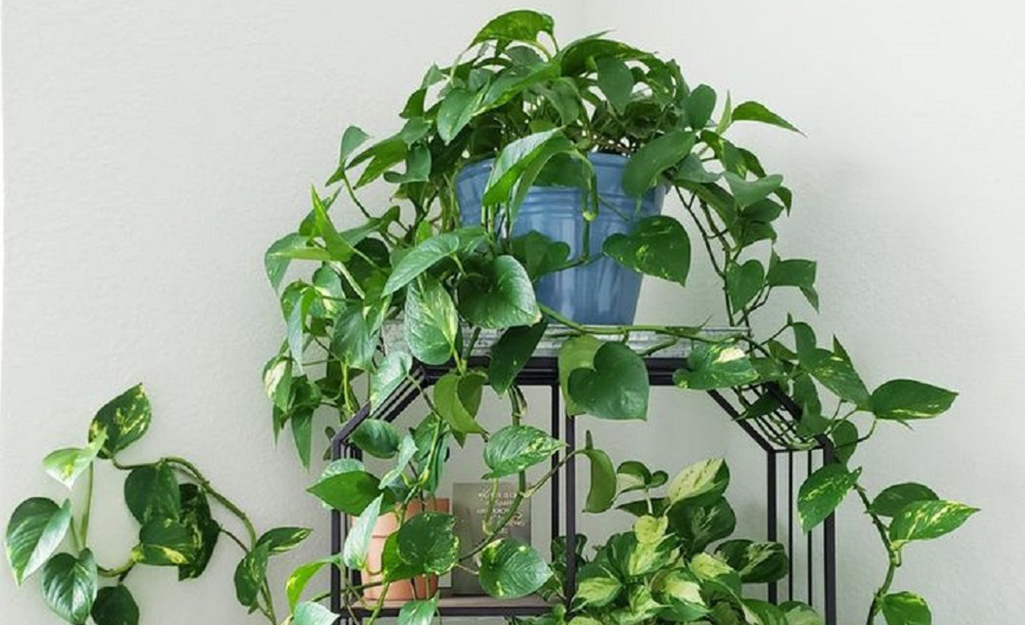 Pothos plant in a blue container