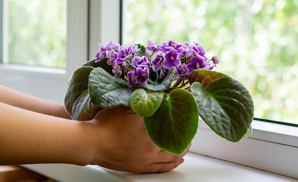 Gardener holds African violet by a sunny window