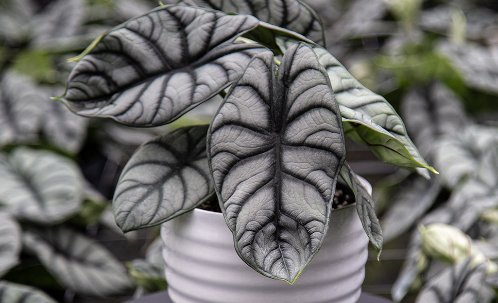 Houseplant in white container