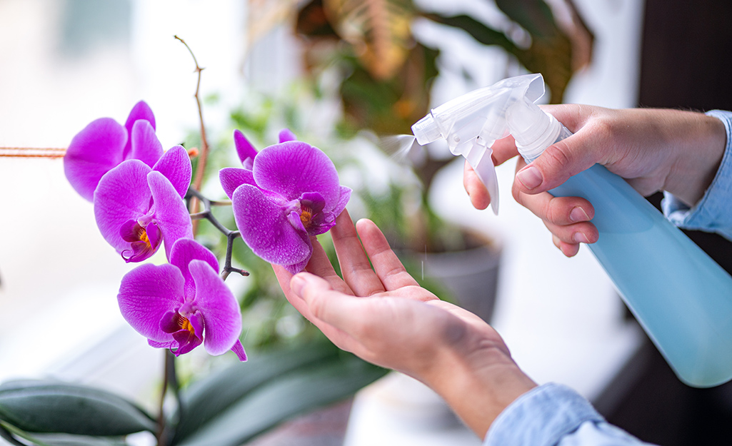 Gardener misting pink orchids