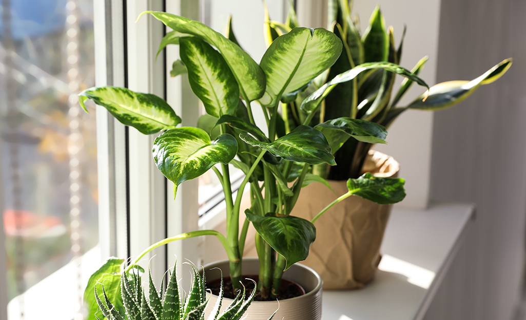 Best Indoor Plants: Easy Houseplants - Homedepot.ca