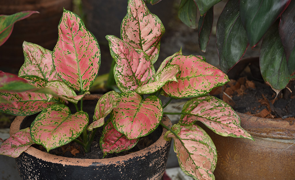 A red aglaonema variety in a painted terracotta pot.