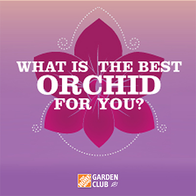 Infographic: What Is the Best Orchid for You?