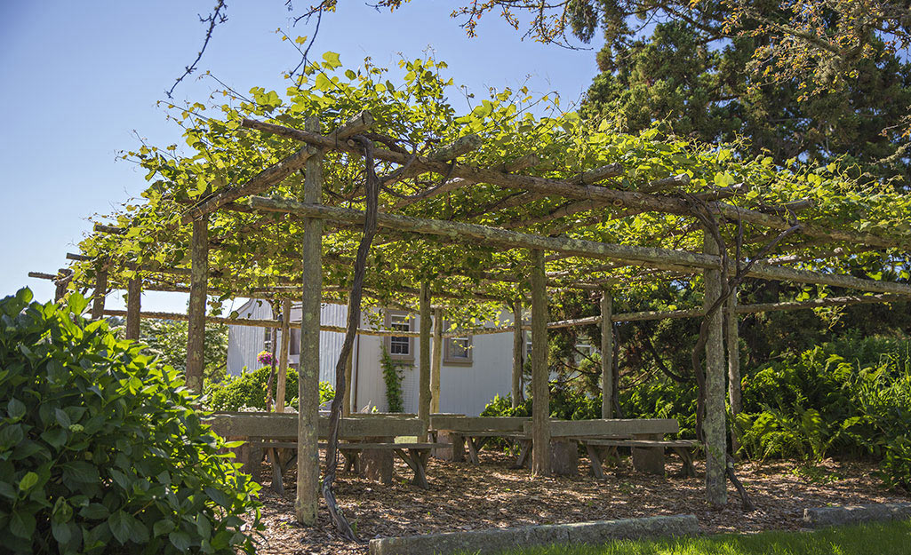 Vines growing over a pergola provide shade.