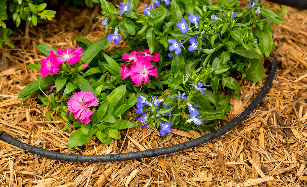 A soaker hose in a flower bed.